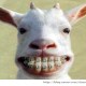 소나 낙타를 거래할 때 이빨을 보는 것 역시 이가 건강과 바로 연결되어 있음을 말하는 것이다.