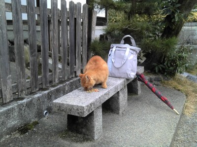 올 겨울, 일본에 갔을 때 한 공원에서 찍었다. 어떤 할아버지께서 그 공원을 돌아다니며 고양이들에게 먹이를 주고 계셨다.