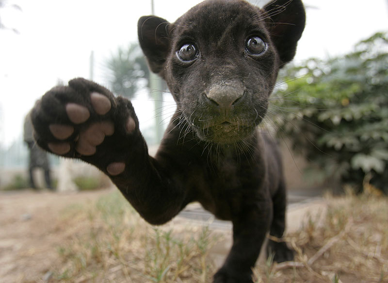 black-baby-jaguar